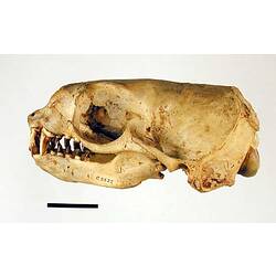 Lateral view of seal skull.