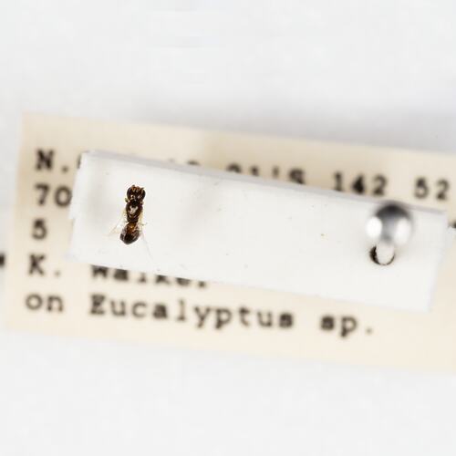 <em>Euryglossina Quasihesma</em>, Euryglossine Bee. [HYM 62961]