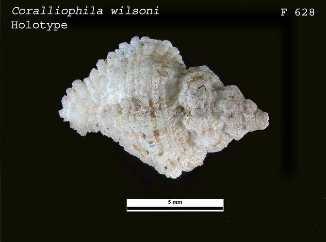 <em>Coralliophila (Coralliophila) wilsoni</em>, marine snail.  Holotype.  Registration no. F 628.