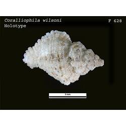 <em>Coralliophila (Coralliophila) wilsoni</em>, marine snail.  Holotype.  Registration no. F 628.