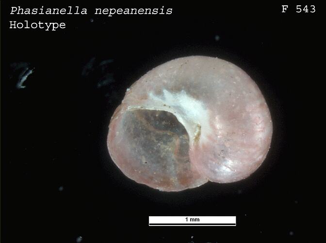 <em>Phasianella nepeanensis</em>, pheasant snail.  Holotype.  Registration no. F 543.