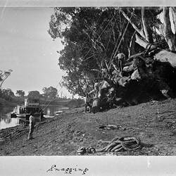 Photograph - 'Snagging' the River, by A.J. Campbell, Echuca, Victoria, 1894