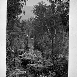 Photograph - 'River Glimpse', Yarra River, by A.J. Campbell, Warburton, Victoria, 1895