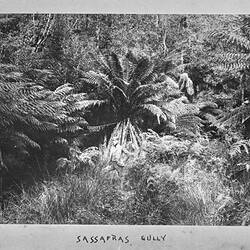 Photograph - by A.J. Campbell, Sassafras Gully, Dandenong Ranges, Victoria, circa 1900