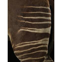 Close up of taxidermy Okapi specimen rump showing stipes.