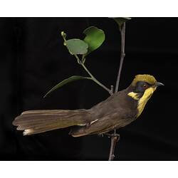 <em>Lichenostomus melanops cassidix</em>, Helmeted Honeyeater. [59780]