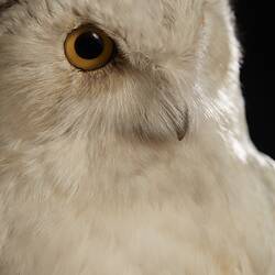 <em>Nyctea scandiaca</em>, Snowy Owl. [B 21611]