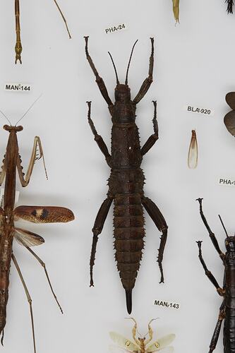 <em>Eurycantha calcarata</em>, Thorny devil stick insect. [PHA 24]