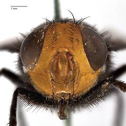 Head front view of pinned blowlfy specimen.