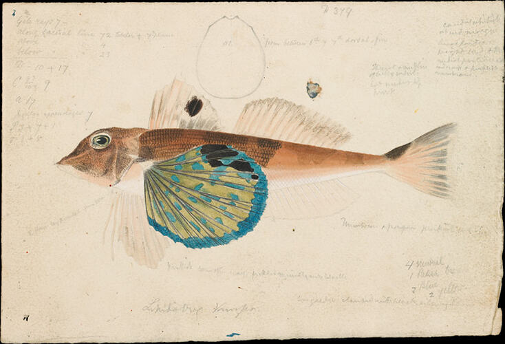 Coloured drawing of a fish with blue and green fin.