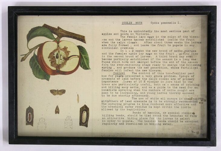Botanical Specimen Display - Codlin Moth