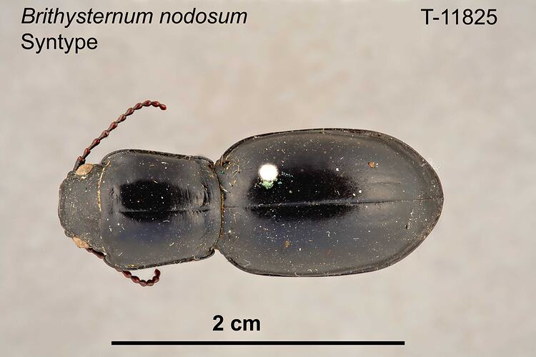Beetle specimen, dorsal view.