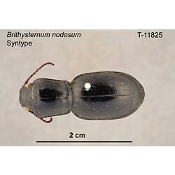 Beetle specimen, dorsal view.