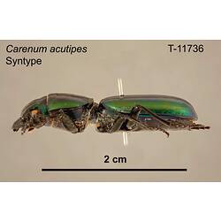 Beetle specimen, lateral view.
