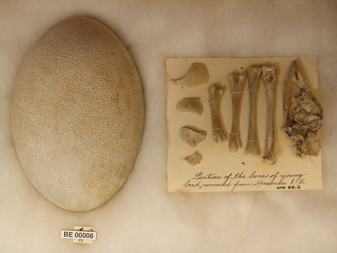 Bird egg and bones with specimen label.