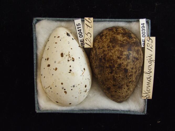Two bird eggs with specimen labels in box.