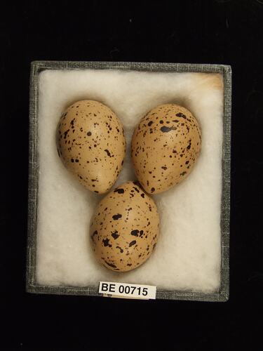 Three bird eggs with specimen labels in box.