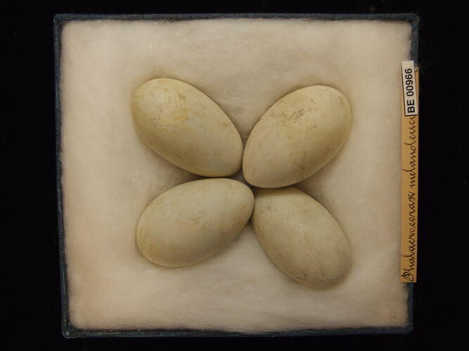 Four bird eggs with specimen labels in box.