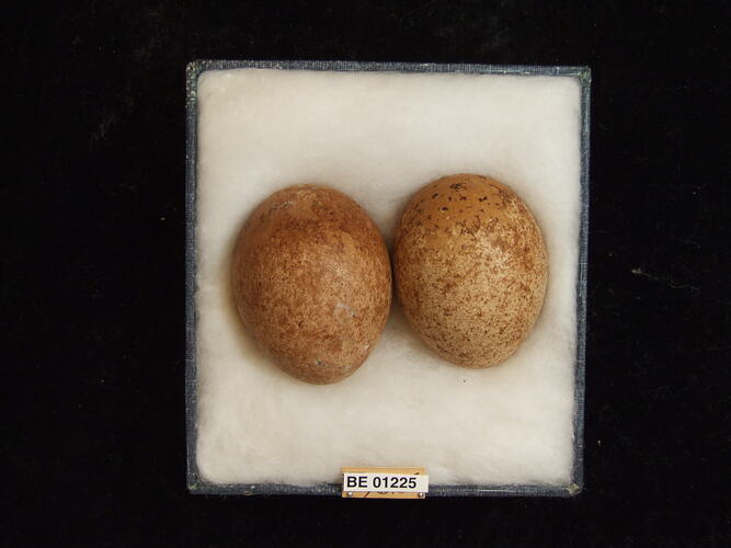 Two bird eggs with specimen labels in box.
