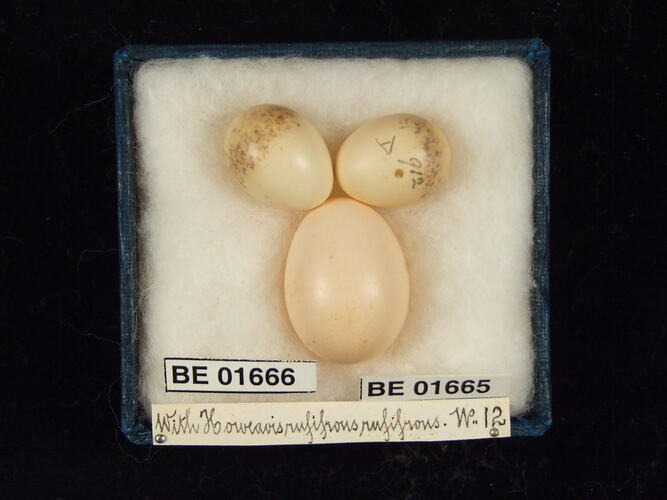 Three bird eggs with specimen labels in box.