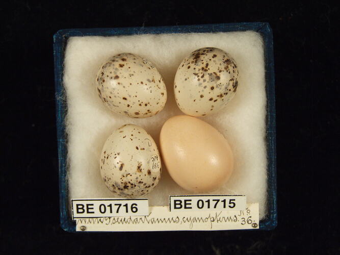 Four bird eggs with specimen labels in box.