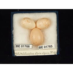 <em>Melithreptus affinis</em>