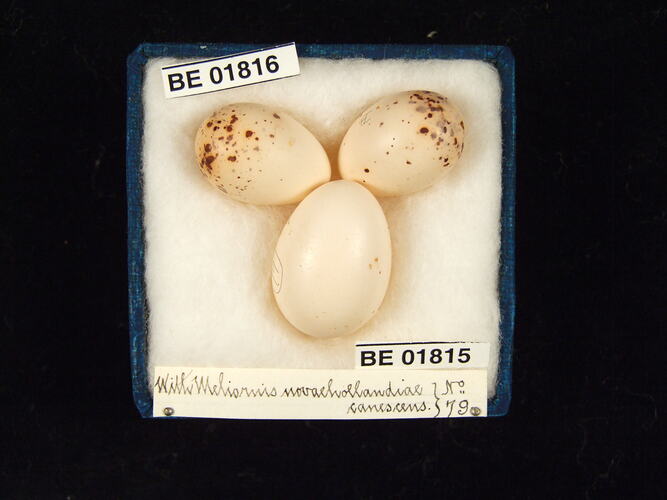 Three bird eggs with specimen labels in box.