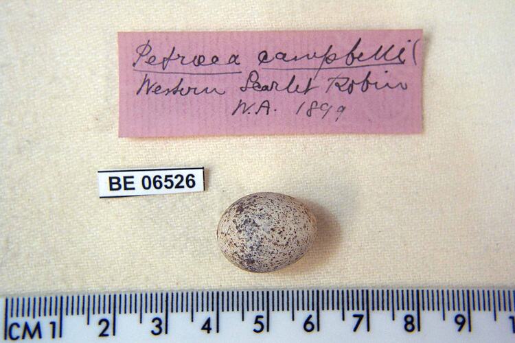 Bird egg and specimen labels beside ruler.