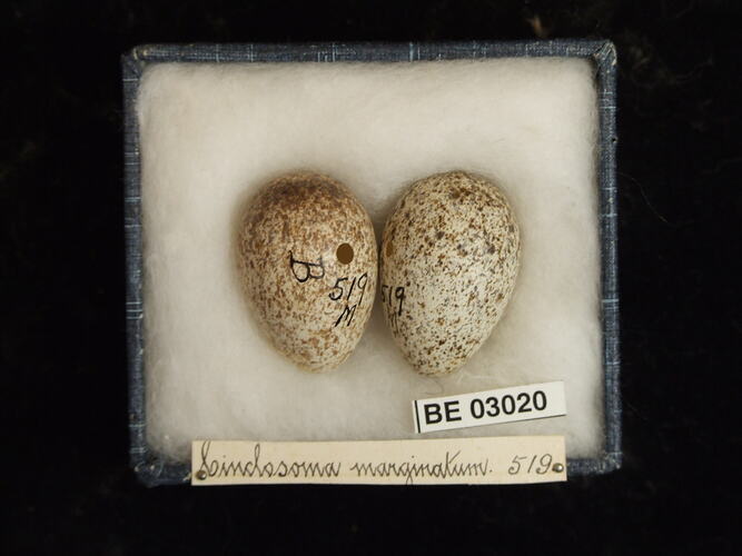 Two bird eggs in box with labels.