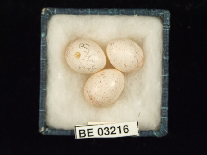 Three bird eggs in box with labels.