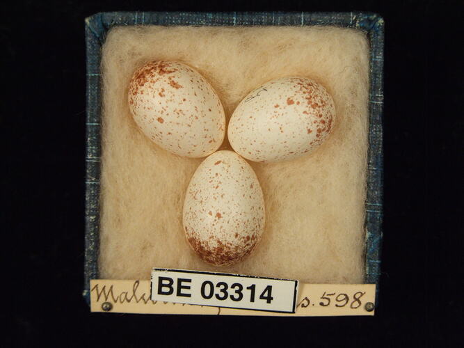 Three bird eggs in box with labels.