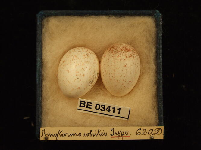 Two bird eggs in box with labels.