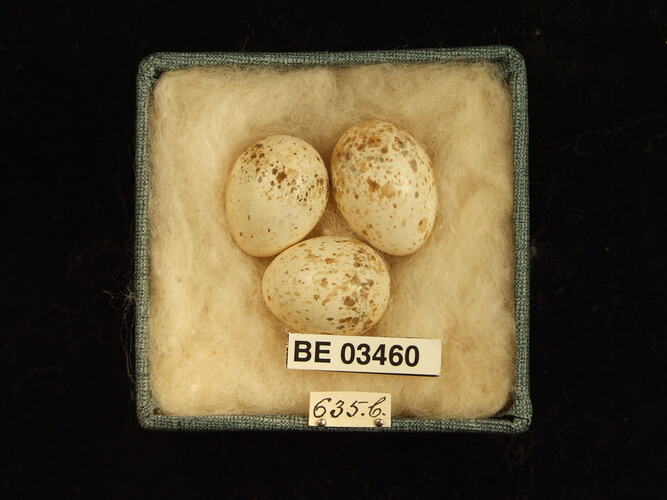 Three bird eggs in box with specimen labels.