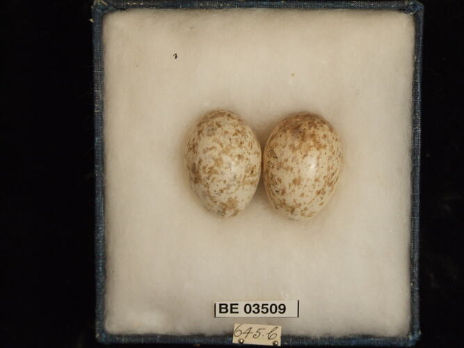 Two bird eggs in box with specimen labels.