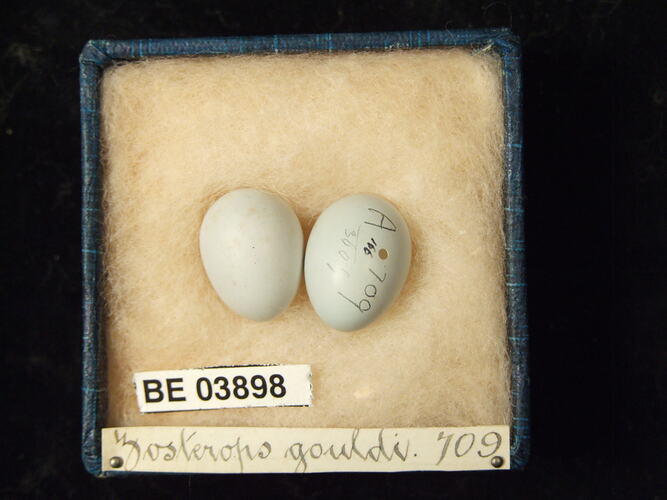 Two bird eggs in box with specimen labels.