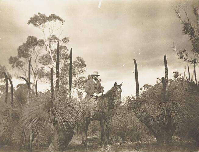 Digital Photograph - Stockman on Horse among Grass Trees, Saint Margaret Island, circa 1910