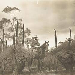 Digital Photograph - Stockman on Horse among Grass Trees, St Margaret Island, circa 1910