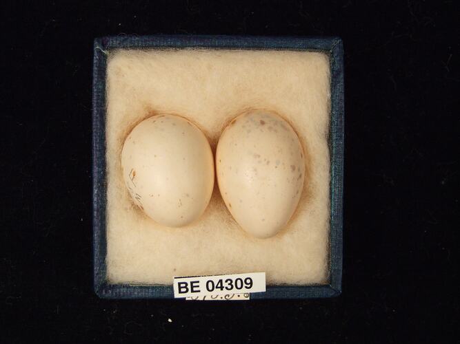 Two bird eggs in box with specimen labels.