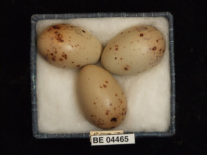 Three bird eggs with specimen labels in box.
