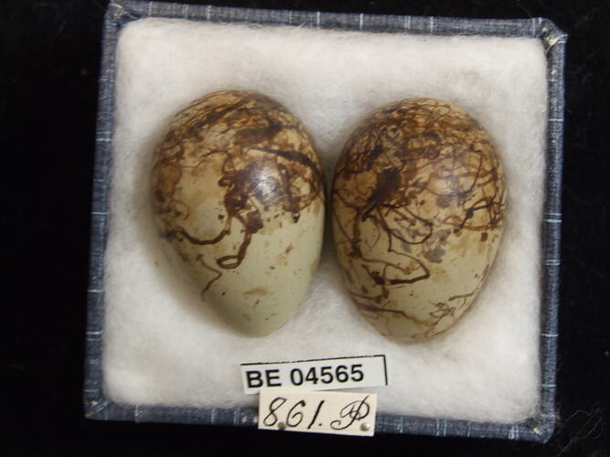 Two bird eggs with specimen labels in box.