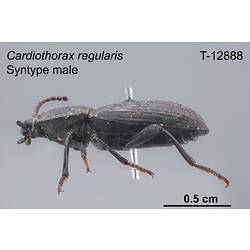 Beetle specimen, male, lateral view.