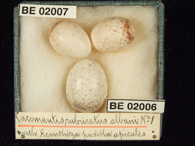 Three bird eggs with specimen labels in box.