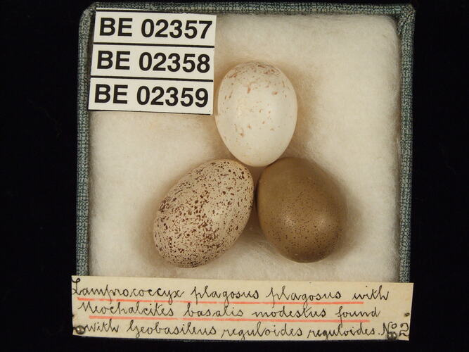 Three bird eggs with specimen labels in box.