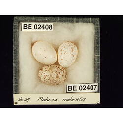 <em>Malurus splendens melanotus</em>
