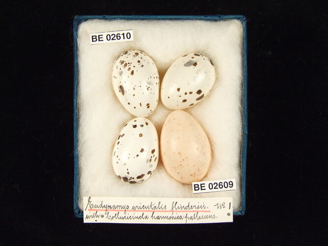 Four bird eggs with specimen labels in box.