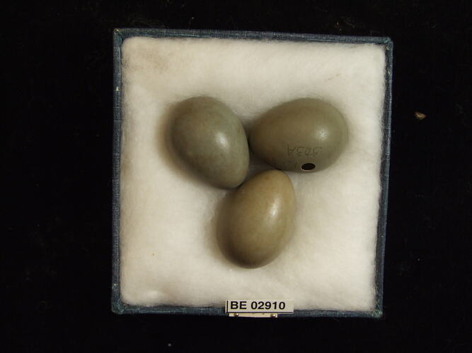 Three bird eggs with specimen label in box.