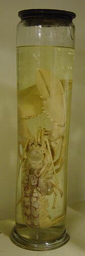 Lobster specimen in glass jar of ethanol.