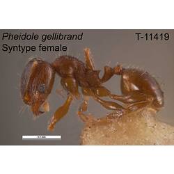 Ant specimen, female, lateral view.