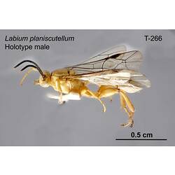 Ichneumon wasp specimen, male, lateral view.