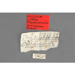 Entomology type specimen labels.